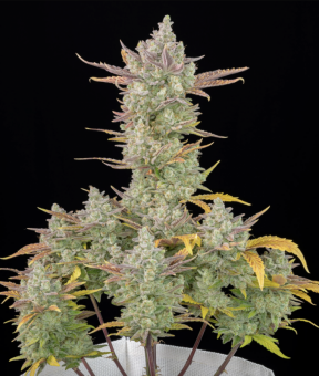 Gorilla Cookies Auto - картинка 4