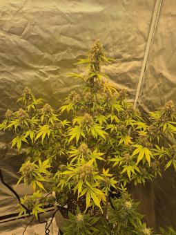 Auto Cookies USA - картинка 2