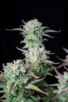 Strawberry Banana Auto - картинка 5