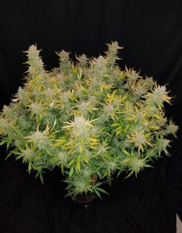 Rhino Ryder Auto - картинка 10
