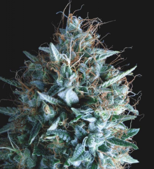 Tutankhamon x Runtz - картинка 1