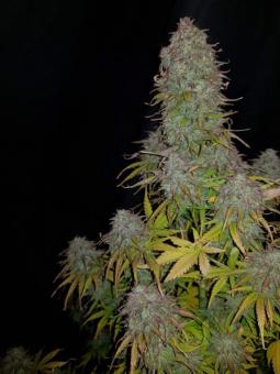 Gorilla Auto (Gorilla Glue Auto) - картинка 4