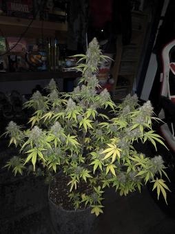 Auto Cookies USA - картинка 3