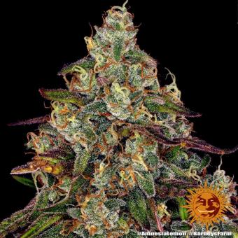 Amnesia Lemon - картинка 3