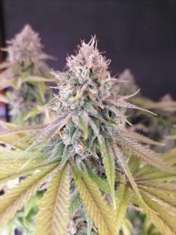 Super Bud - картинка 8