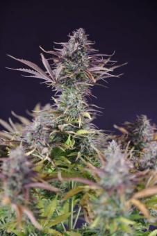 King's Juice Auto - картинка 2