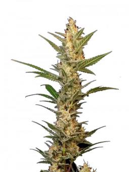 Auto-Bomb - картинка 1