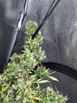 Arjan's Ultra Haze #1 - картинка 7