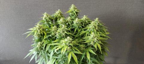 Chronic Ryder BX autoreg - картинка 1