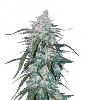 Pineapple Express Auto - картинка 1