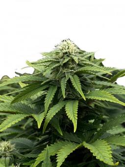Super Critical - картинка 1