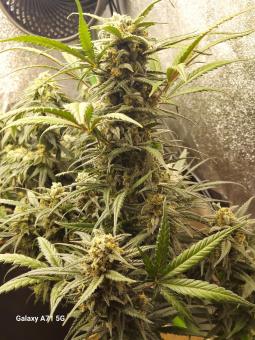 Trainwreck Auto - картинка 2