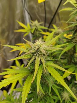 Critical Jack Herer - картинка 4
