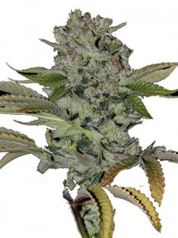 Jack Herer Auto - картинка 2