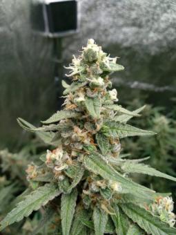 Critical Herer genetics - картинка 3