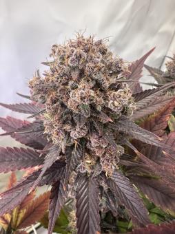 Red Hot Cookies - картинка 4