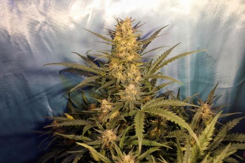 Green Poison Auto - картинка 4
