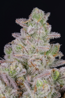 Gorilla Cookies Auto - картинка 10