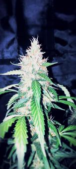 Auto Blue Pyramid - картинка 5