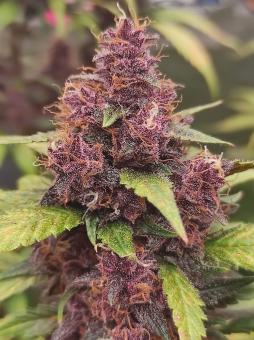 Purple Punch OG - картинка 1