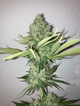 Royal Cookies Auto - картинка 2