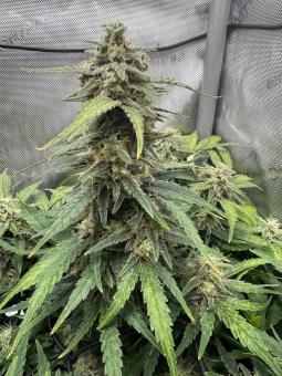Jack Herer Auto - картинка 2