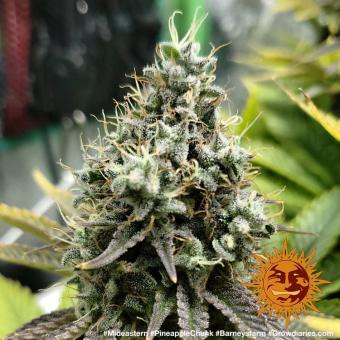 Pineapple Chunk - картинка 10