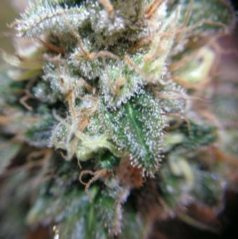 Pineapple - картинка 6