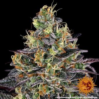 Watermelon Zkittlez - картинка 5