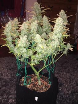 Green Crack Auto - картинка 5