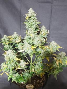 Amnesia Haze Auto - картинка 3