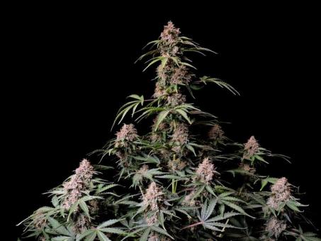 Amnesia Zkittlez Auto - картинка 5