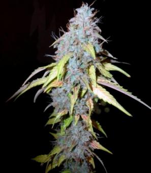Northern Lights Auto - картинка 4