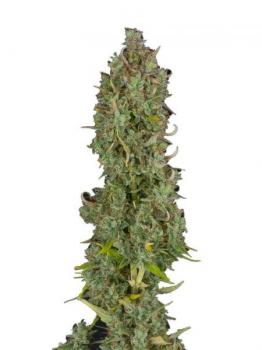 Gelato Seeds