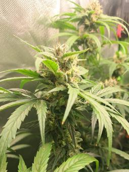 White Widow Auto - картинка 2