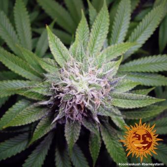 Cookies Kush - картинка 2