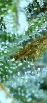 Gorilla Girl XL Auto - картинка 5