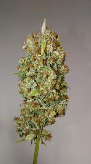 Sour Tangie Dawg - картинка 7