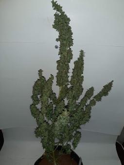 Critical Kush Auto - картинка 3