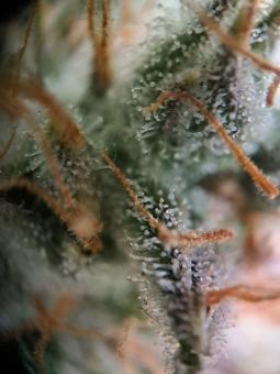 White Widow Auto - картинка 4