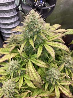 Killer Kush Auto - картинка 4