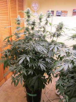 Original Glue Auto - картинка 6