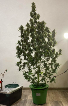 Exodus Cheese Auto - картинка 5