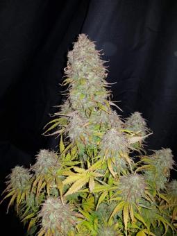 Gorilla Auto (Gorilla Glue Auto) - картинка 3