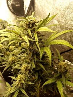 Trainwreck Auto - картинка 5