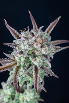 Strawberry Banana Auto - картинка 4