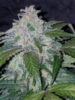 Tangie Auto - картинка 2