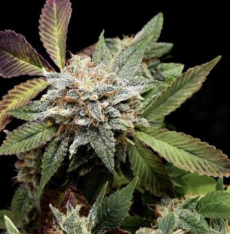 Anubis x Sunset Sherbet - картинка 1