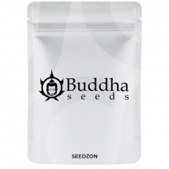 Buddha Auto Critical