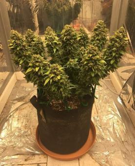 Auto CBD-Victory - картинка 3